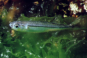 Latterino (Atherina boyeri)