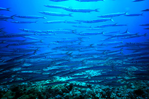 Barracuda (Sphyraena sphyraena)