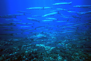 Barracuda (Sphyraena sphyraena)