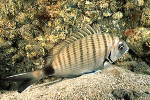 Sarago maggiore (Diplodus sargus sargus)