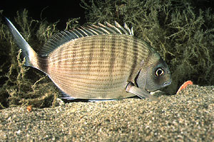 Sarago maggiore (Diplodus sargus sargus)