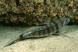 Sarago maggiore (Diplodus sargus sargus)