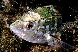 Menola (Spicara maena)