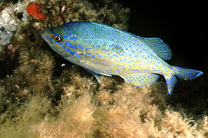 Menola (Spicara maena)