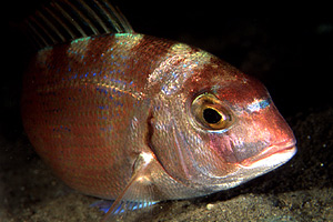 Pagro (Pagrus pagrus)