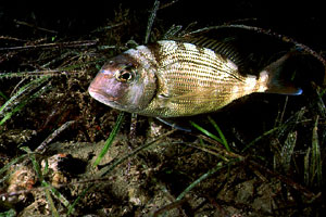 Pagro (Pagrus pagrus)