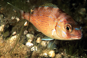 Pagro (Pagrus pagrus)