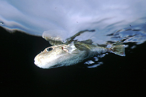 Pesce palla (Sphoeroides cutaneus)
