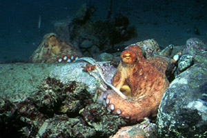 Polpo comune (Octopus vulgaris)