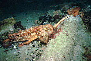 Polpo comune (Octopus vulgaris)
