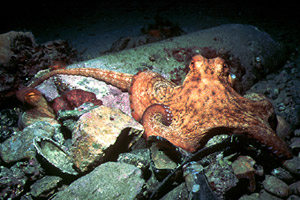 Polpo comune (Octopus vulgaris)