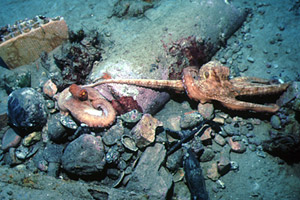 Polpo comune (Octopus vulgaris)