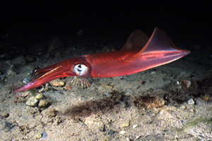 Calamaro (Loligo vulgaris)