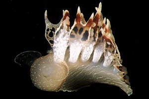 Fimbria (Tethys fimbria)