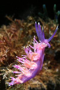 Flabellina rosa (Flabellina affinis)