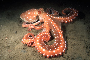 Polpessa (Octopus macropus)