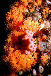 Madrepora arancione (Astroides calycularis)