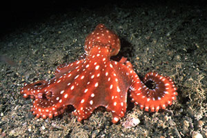 Polpessa (Octopus macropus)