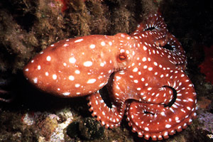 Polpessa (Octopus macropus)