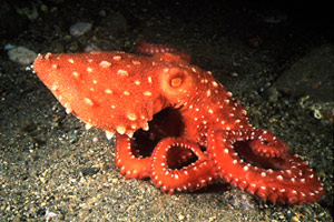 Polpessa (Octopus macropus)