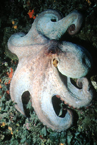 Polpo comune (Octopus vulgaris)