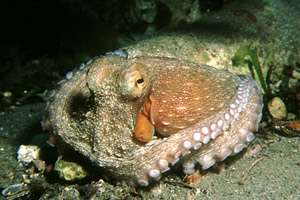 Polpo comune (Octopus vulgaris)