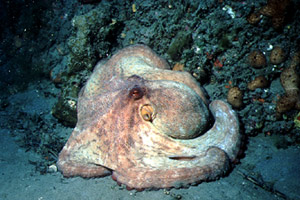 Polpo comune (Octopus vulgaris)