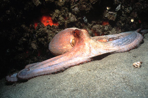 Polpo comune (Octopus vulgaris)