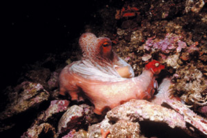 Polpo comune (Octopus vulgaris)