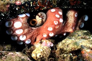 Polpo comune (Octopus vulgaris)