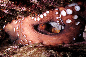 Polpo comune (Octopus vulgaris)