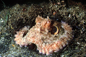 Polpo comune (Octopus vulgaris)