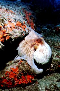 Polpo comune (Octopus vulgaris)