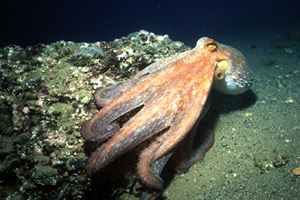 Polpo comune (Octopus vulgaris)