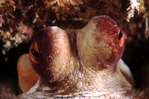 Polpo comune (Octopus vulgaris)