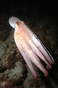 Polpo comune (Octopus vulgaris)