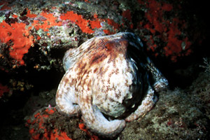 Polpo comune (Octopus vulgaris)
