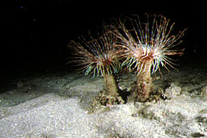 Cerianto (Cerianthus membranaceus)