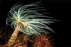 Cerianto (Cerianthus membranaceus)