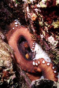 Polpo comune (Octopus vulgaris)