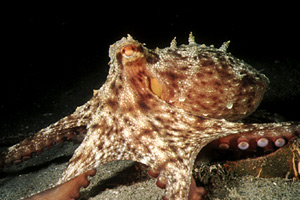 Polpo comune (Octopus vulgaris)