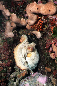 Polpo comune (Octopus vulgaris)