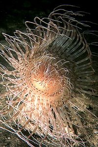 Cerianto (Cerianthus solitarius)