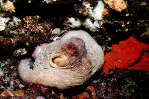 Polpo comune (Octopus vulgaris)