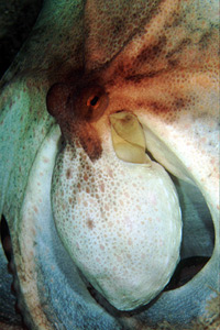 Polpo comune (Octopus vulgaris)