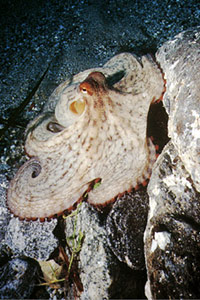 Polpo comune (Octopus vulgaris)