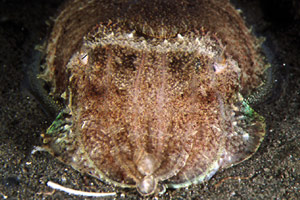 Seppia (Sepia officinalis)