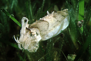 Seppia piccola (Sepia elegans)