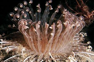 Cerianto (Cerianthus solitarius)