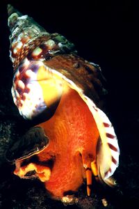 Tritone (Charonia lampas)